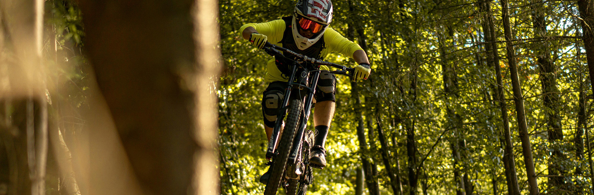 Bulls -Bulls pexels larsmai 3880623